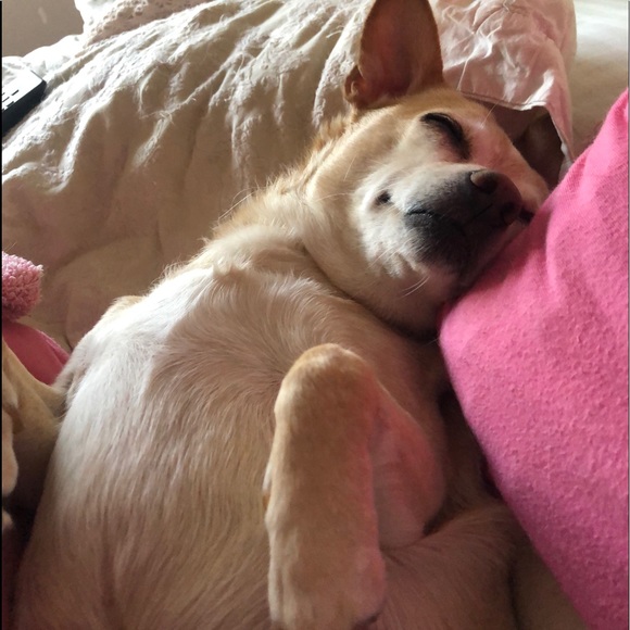 Hi I’m Julie, joined by Princess and Cody ♥️ - Picture 3 of 7